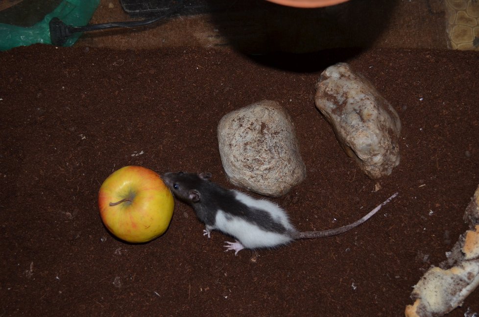 Potkan, který zakousl 1,6 metru dlouhého hada nebyl žádný obr, jen docela malá myška. Za to však řádně agresivní a bojovná.