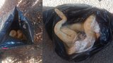 Mohutný had vyděsil kolemjdoucího: Mrtvou krajtu našel na Hůrce v pytli na odpadky