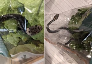 Syn Australanky našel ve svém salátu ze supermarketu hada.
