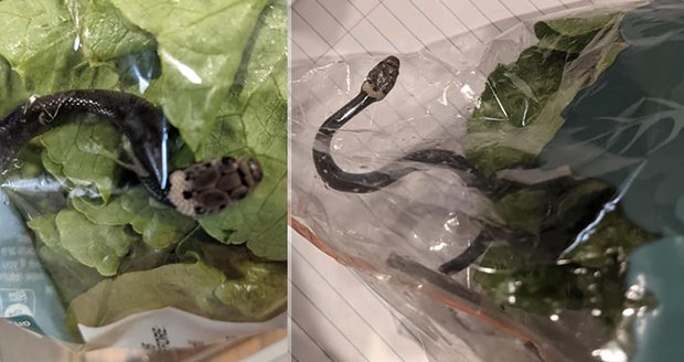 Máma přinesla domů z nákupu nechtěné překvapení: Jejího syna vyděsil jedovatý had v salátu!