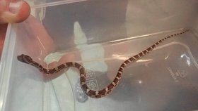 Mladík v Plzni objevil doma na podlaze v předsíni hada.