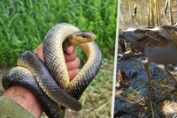 Skvělý objev přírodovědců: V ptačím parku našli vzácného hada