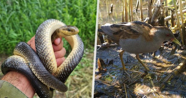 Grande trouvaille d'un naturaliste : ils ont trouvé un serpent rare dans un parc ornithologique