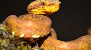 Unikátní sbírka hadů ztracena v plamenech