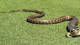 Had se chystal spolknout celou žábu naráz přímo na golfovém hřišti.