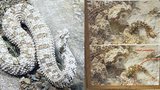 Unikátní zmije s „pavoukem“ na ocasu: Bizarního hada chová v celém světě jen Zoo Plzeň