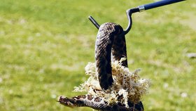 Smrtelně jedovatého hada někdo pohodil k popelnicím. Když byl lapen, vztekle se kroutil a syčel.