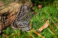 Hadi jedem šetří: Zoo Brno otevřelo novou expozici zmijí a užovek