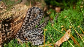 Hadi jedem šetří: Zoo Brno otevřelo novou expozici zmijí a užovek