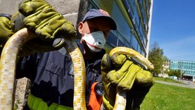 Hasiči odchytili hada, který se zřítil z desátého patra domu v Ostravě.