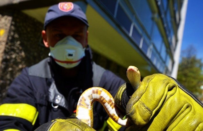 Hasiči odchytili hada, který se zřítil z desátého patra domu v Ostravě.
