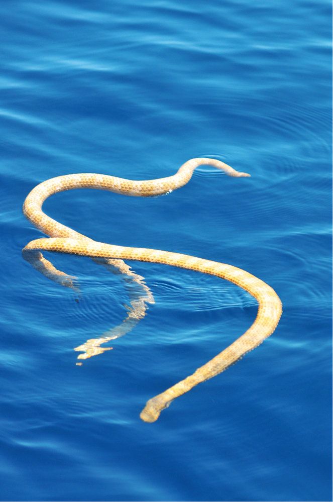 Mořský had: Plave si, ani neví jak