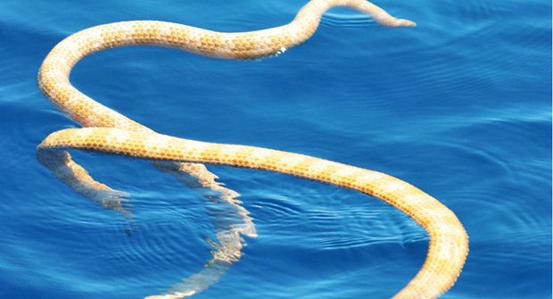 Návrat mořských hadů: "Vyhynuli", ale vesele si plavou