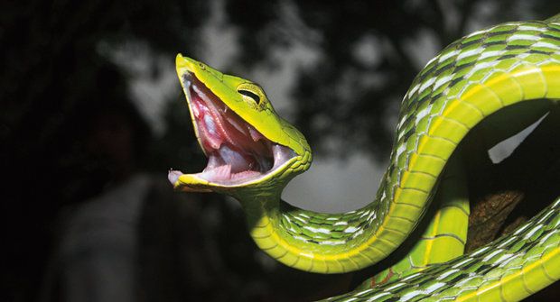 Očima hada: Tajemství hadích smyslů