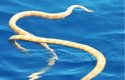 Mořský had: Plave si, ani neví jak
