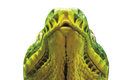Psohlavec zelený (Corallus caninus) z příbuzenstva má řádku tepločivných po obou stranách horní ý a hroznýšů ých jamek rní čelisti