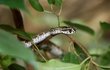 Zmije řetízková je novým přírůstkem expozice jedovatých hadů v plzeňské zoo.