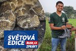 Hadi jsou v Indii časté riziko.