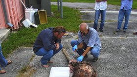 Biolog Mark Parry a herpetolog Skipe Snow zkoumají obrovské hadí tělo