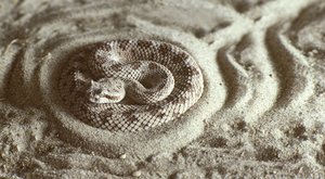 Na české hady útočí nebezpečná americká houba!