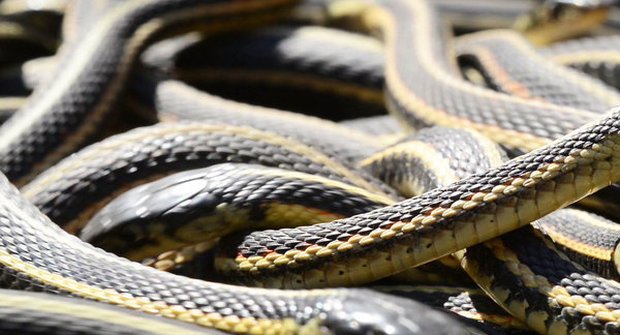 Největší slezina jedovatých hadů na světě: Bacha, kam šlapete