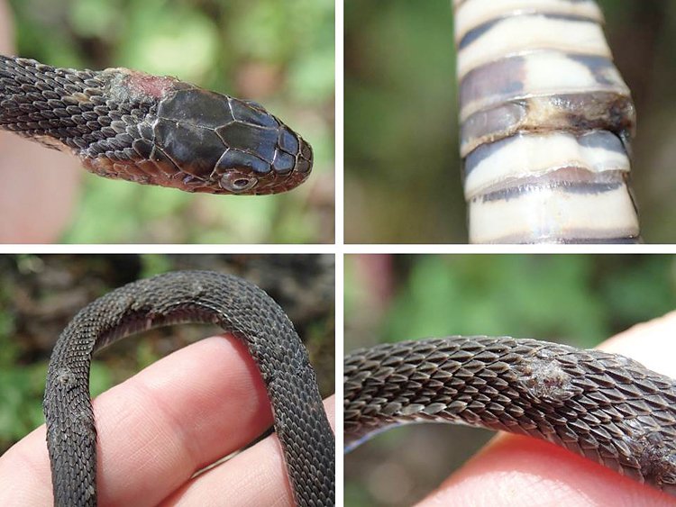 Hlavní příznaky nemoci u hadů: vřídky na těle, otevřené rány a odřeniny, odstávající šupiny, zakalené oči