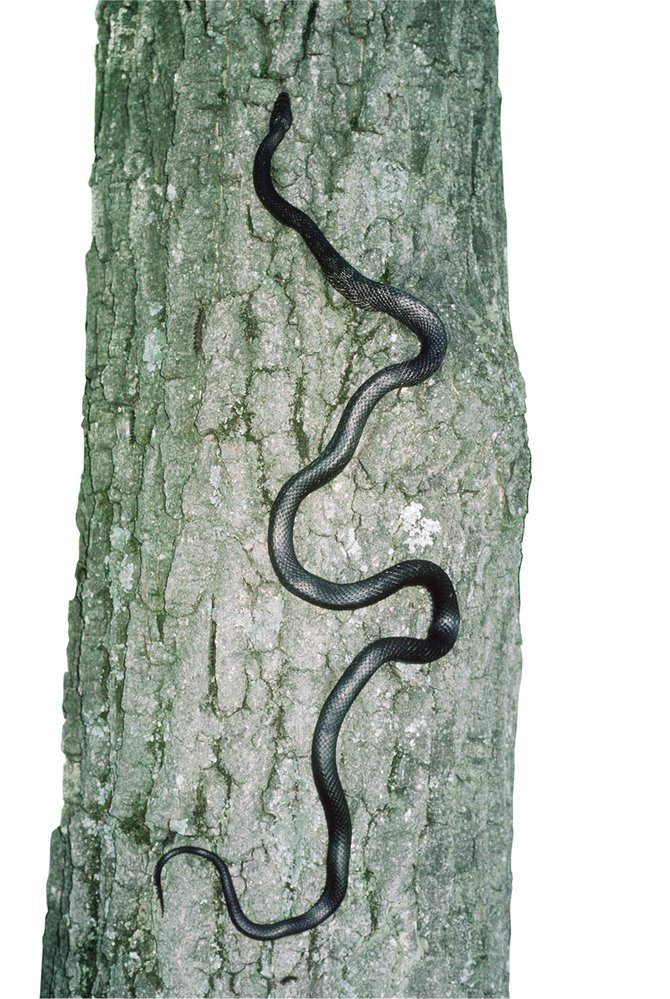 Severoamerická užovka černá (Pantherophis obsoletus) patří k druhům, které obratně šplhají po stromech