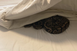 V posteli syčeli dva hadi.
