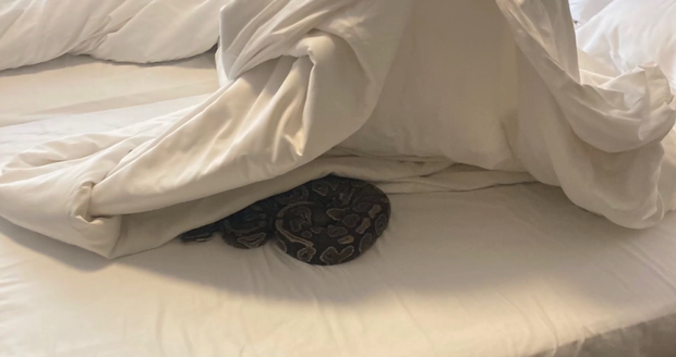 V posteli syčeli dva hadi.