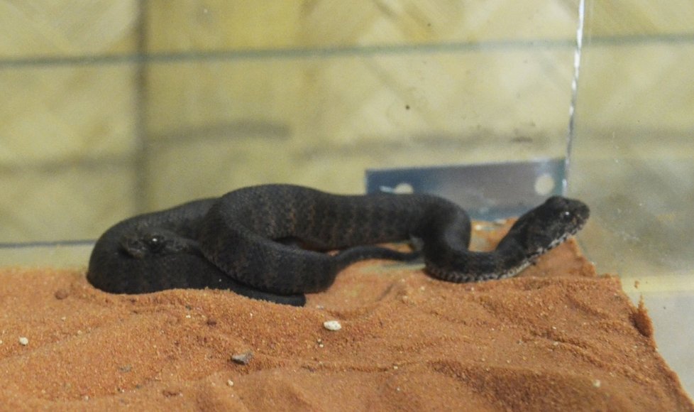 Mládě smrtonoše zmijího v plzeňské zoo