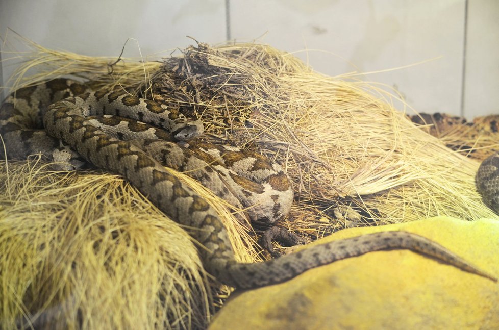 Zmije turecká v plzeňské zoo