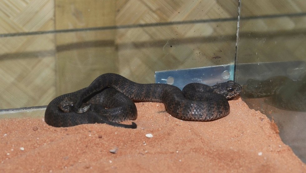 Mládě smrtonoše zmijího v plzeňské zoo