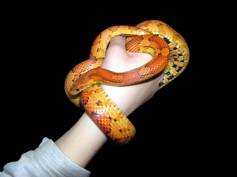 Když vezmete hada do ruky, budete mít uklidňující pocit