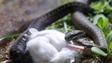 Respekt místo strachu? Nová expozice hadů v pražské zoo hodlá vyvrátit předsudky o zmijích
