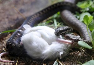 V pražské zoo se otevřela nová expozice věnovaná hadům žijícím v České republice.