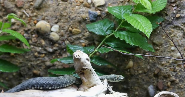 V pražské zoo se otevřela nová expozice věnovaná hadům žijícím v České republice.