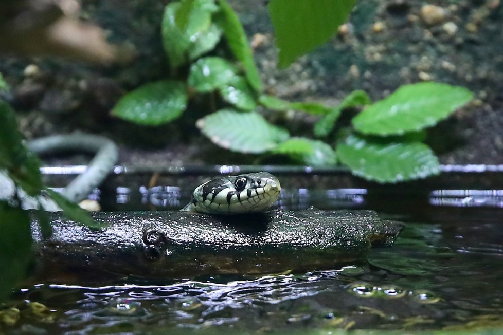 V pražské zoo se otevřela nová expozice věnovaná hadům žijícím v České republice.