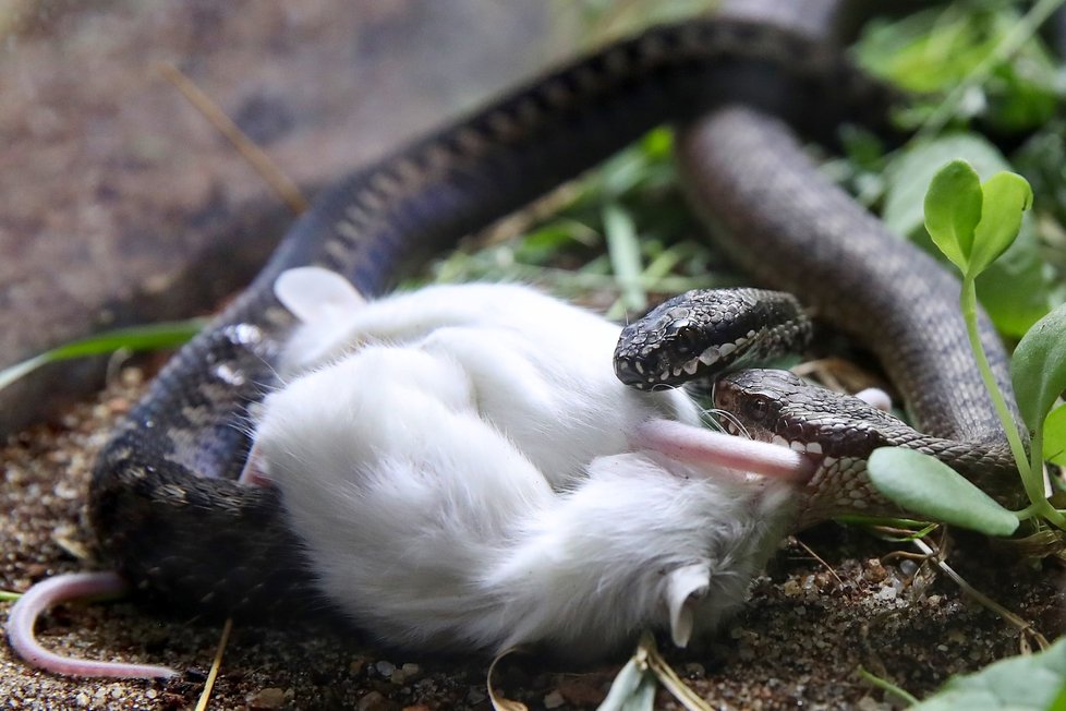 V pražské zoo se otevřela nová expozice věnovaná hadům žijícím v České republice.