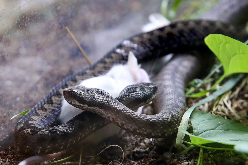 V pražské zoo se otevřela nová expozice věnovaná hadům žijícím v České republice.