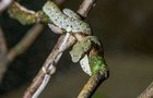Paterčata křovinářů v Zoo Praha: Háďata hrají barvami Paterčata křovinářů v Zoo Praha: Háďata hrají barvami