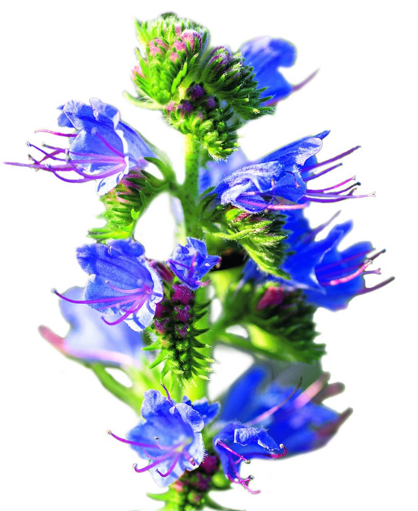 Původním areálem hadince jitrocelového (Echium plantagineum) je Středomoří, u nás se pěstuje jako okrasná letnička