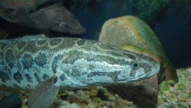 Hadohlavec skvrnitý je invazivní druh ryby, který málem napáchal nesmírné škody v Česku.