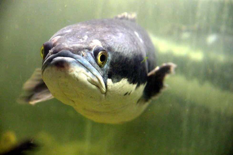 Hadohlavec skvrnitý je invazivní druh ryby, který málem napáchal nesmírné škody v Česku.