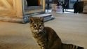 Hagia Sofia tak, jak ji neznáte: slavný chrám obývají kočky