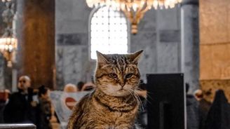 Tvář Hagia Sofia, kterou neznáte: Slavný chrám jako kočičí domov