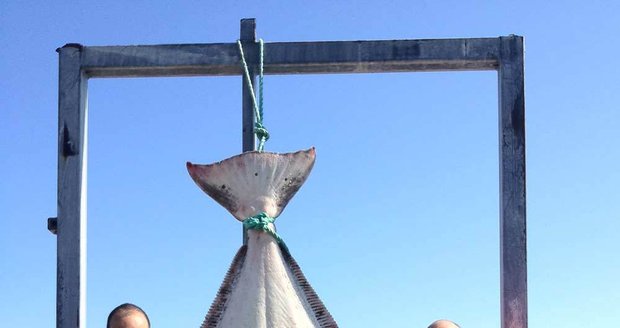 Halibut váží 125 kg, lovec ho dostal na umělou nástrahu