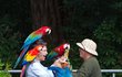 „Pomóc, zajala mě tlupa papoušků,“ bědoval Olivier Martinez tváří v tvář havajské fauně.