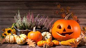 Vydlabané dýně jsou nejznámějším symbolem Halloweenu. Co nejstrašidelnější obličej na dýni má odhánět zlé duchy.