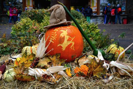 Halloween v zoologické zahradě v Brně: Na děti i dospělé čekalo tisíc dýní