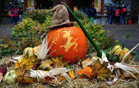Halloween v zoologické zahradě v Brně: Na děti i dospělé čekalo tisíc dýní